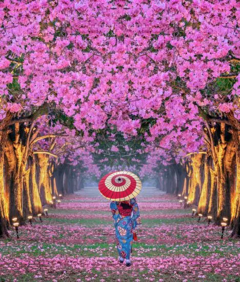 جشن شکوفه های گیلاس ژاپن (هانامی)