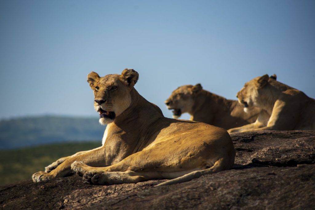 شیر در پارک ملی ماسای مارا حیات وحش کنیا