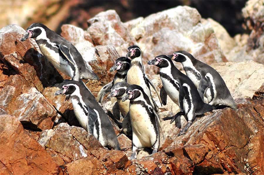 پنگوئن ها حیات وحش پرو