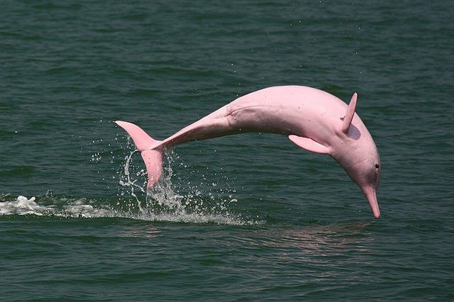 Pink-Dolphin-in-the-Rainforest