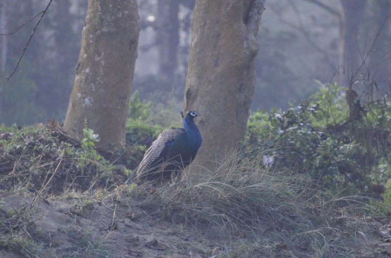 طاووس چیتوان نپال