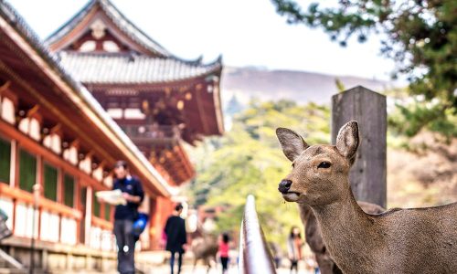 Nara-todaiji-temple