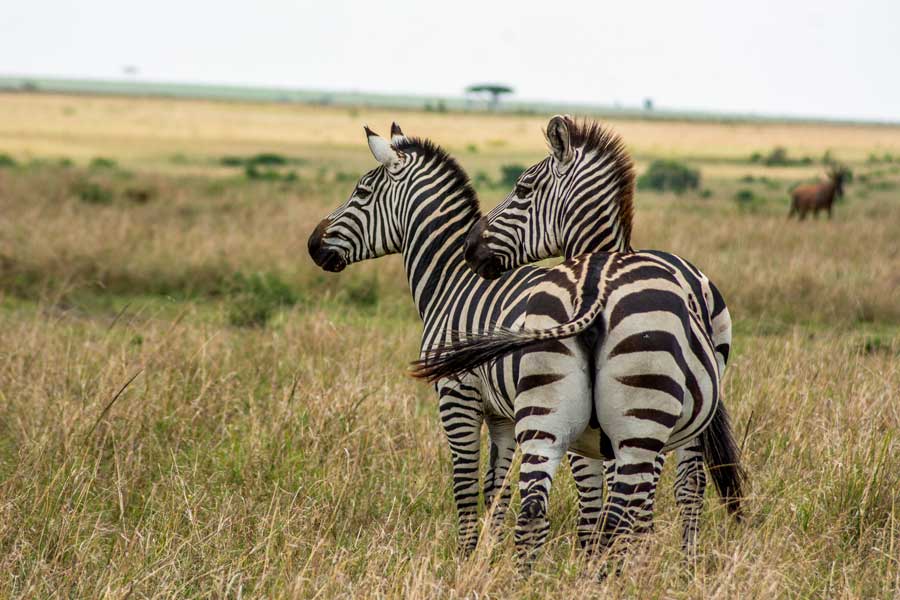 گورخر در پارک ماسایی مارا Zebra in Masaimara