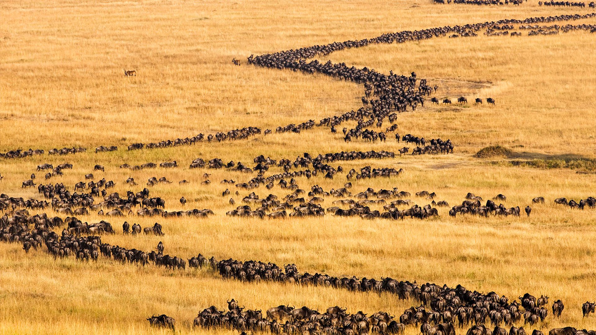 مهاجرت بزرگ حیوانات آفریقا