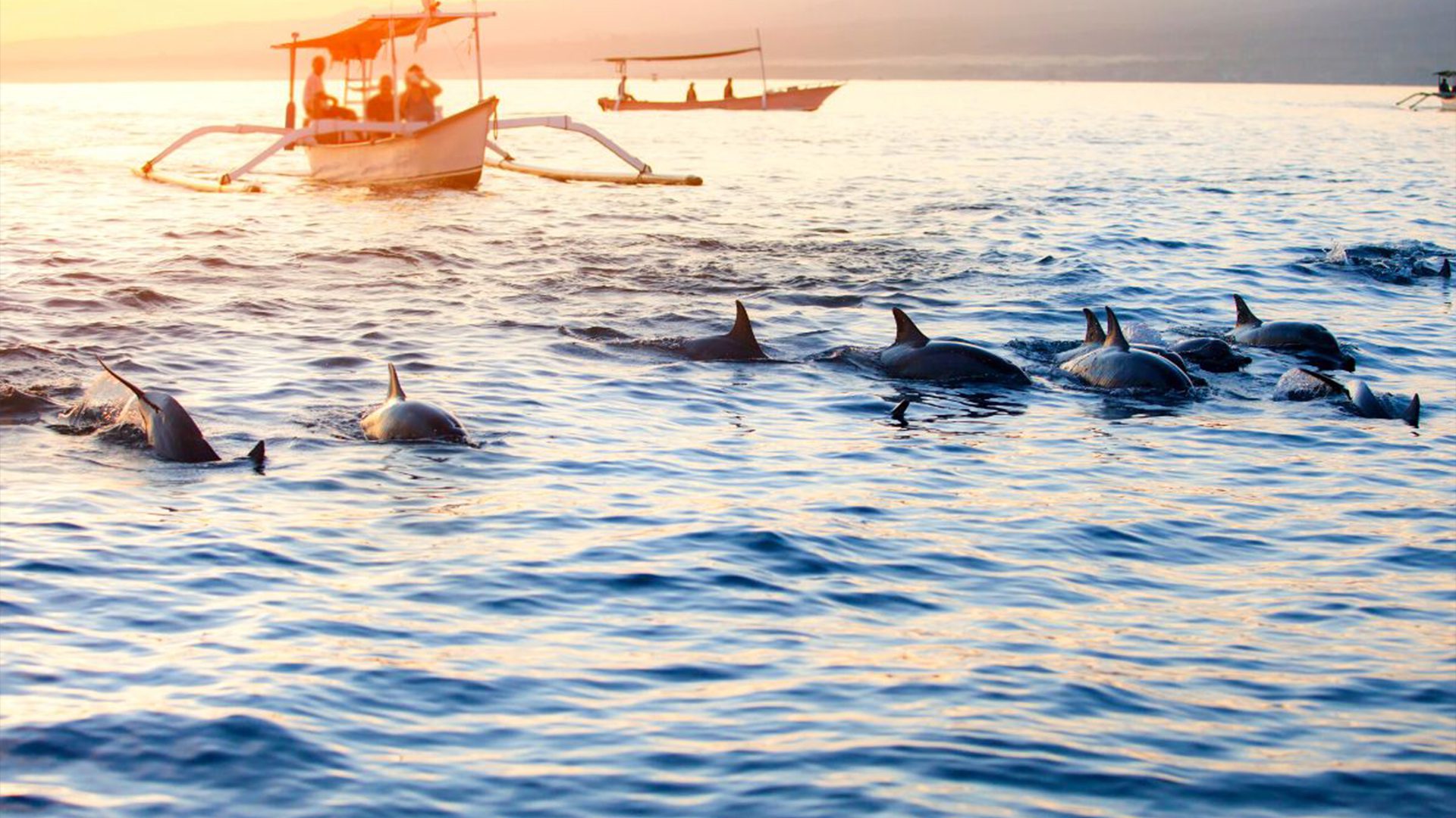 دلفین‌های ساحل لووینا