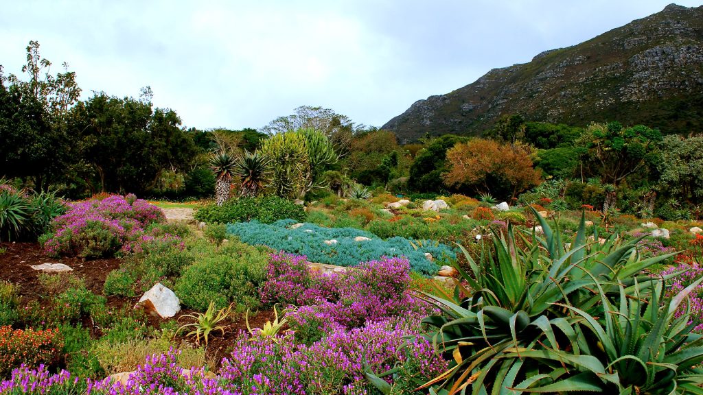 باغ گیاه‌شناسی ملی کریستن بوش (Kirstenbosch)