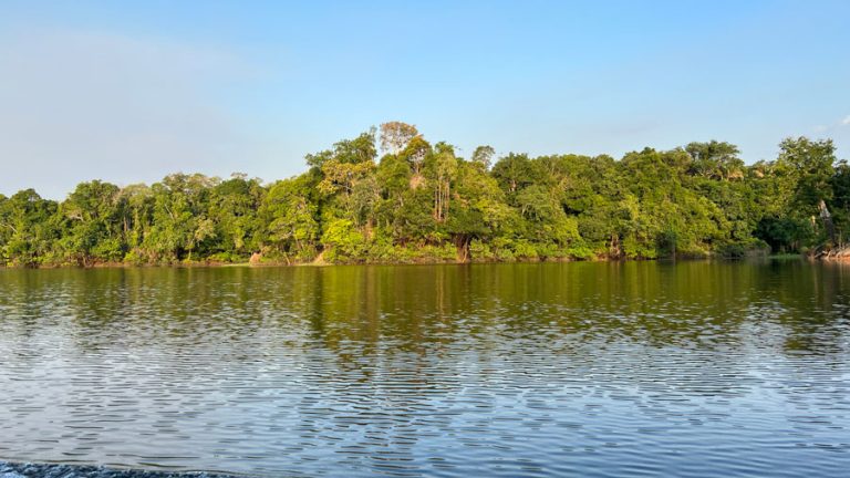 جنگل آمازون Amazon