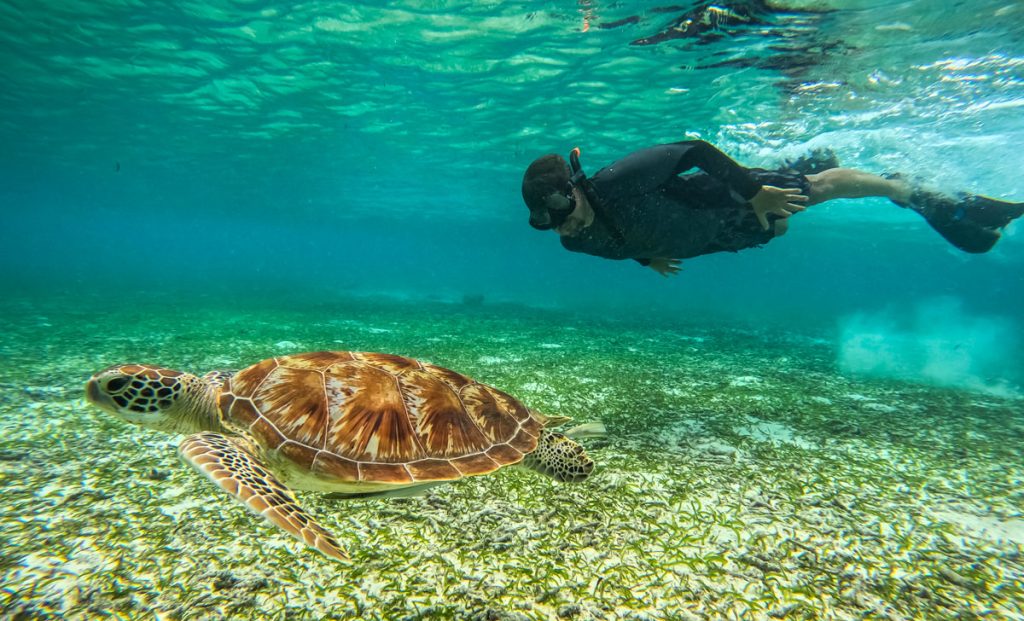 شنا با لاکپشت در مالدیو