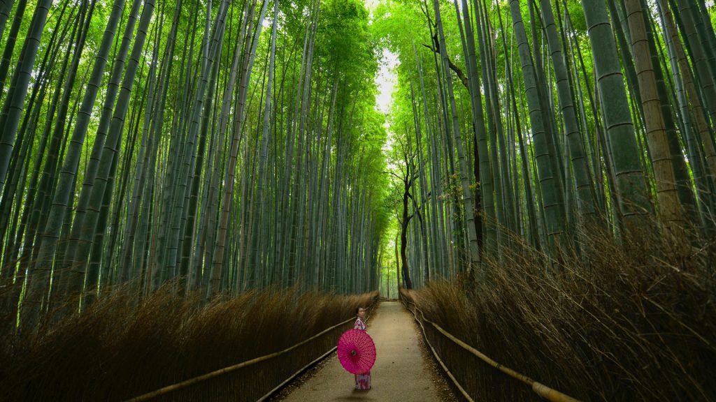 جنگل بامبو ژاپن - تور ژاپن بامبواکوتور
