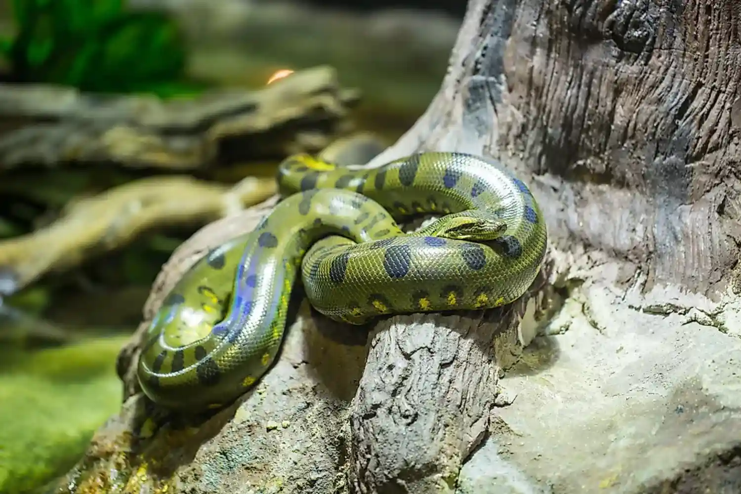 آناکوندای سبز رنگ (green anaconda)