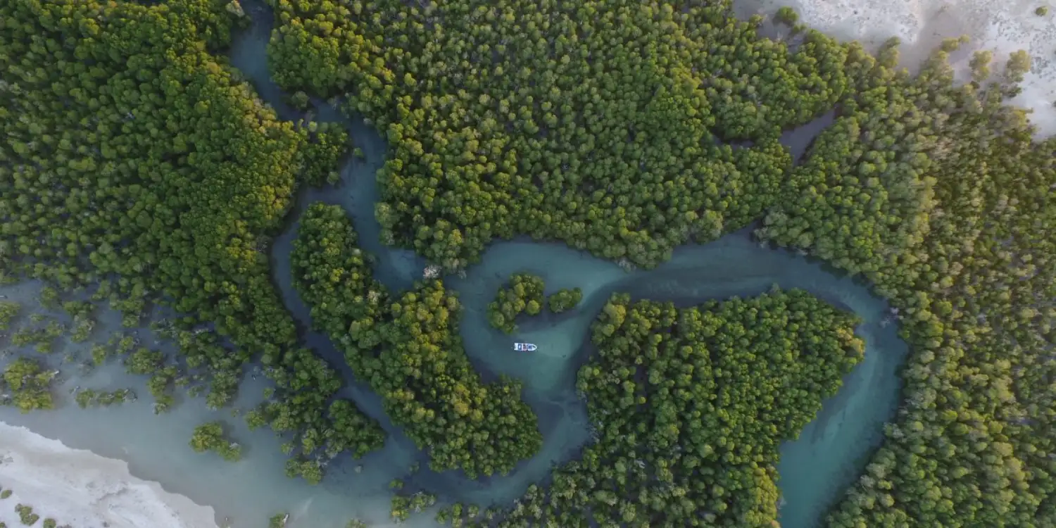 جنگل‌های مانگرو (Mangrove) پرو