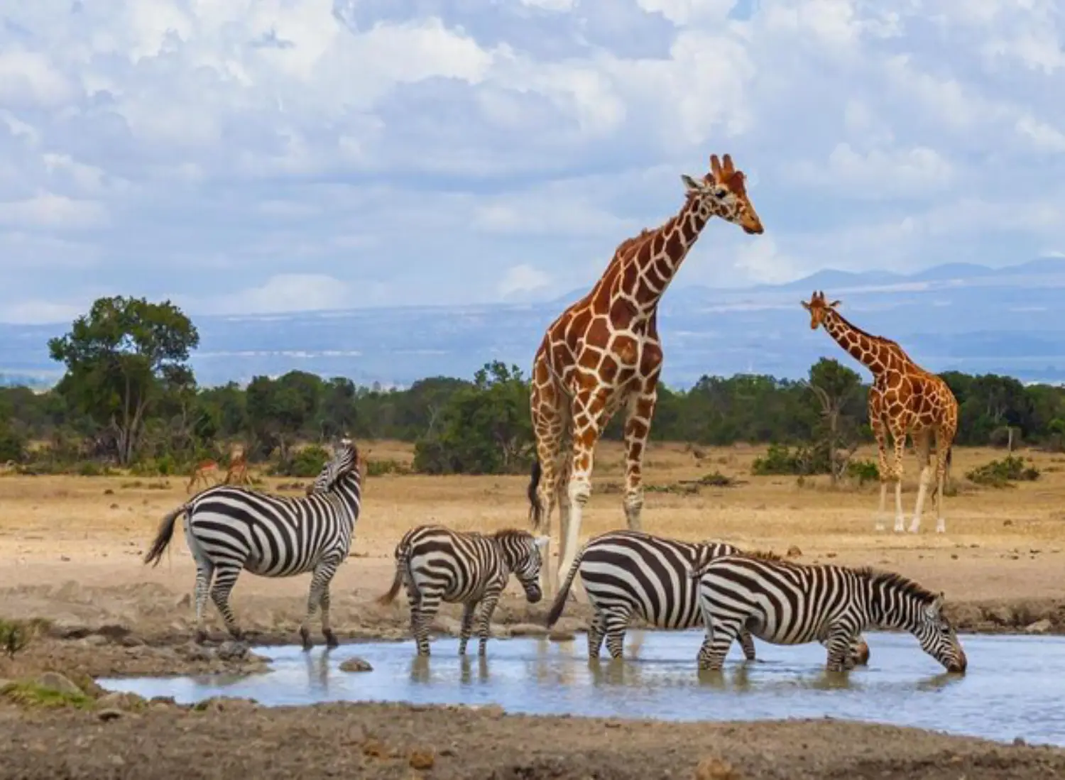 اُل پجتا (Ol Pejeta Conservancy) 