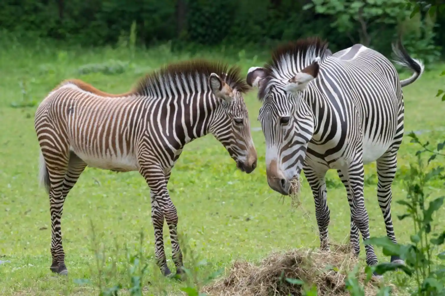 گورخرهای سفید کاکامیگا (White Zebras of Kakamega)