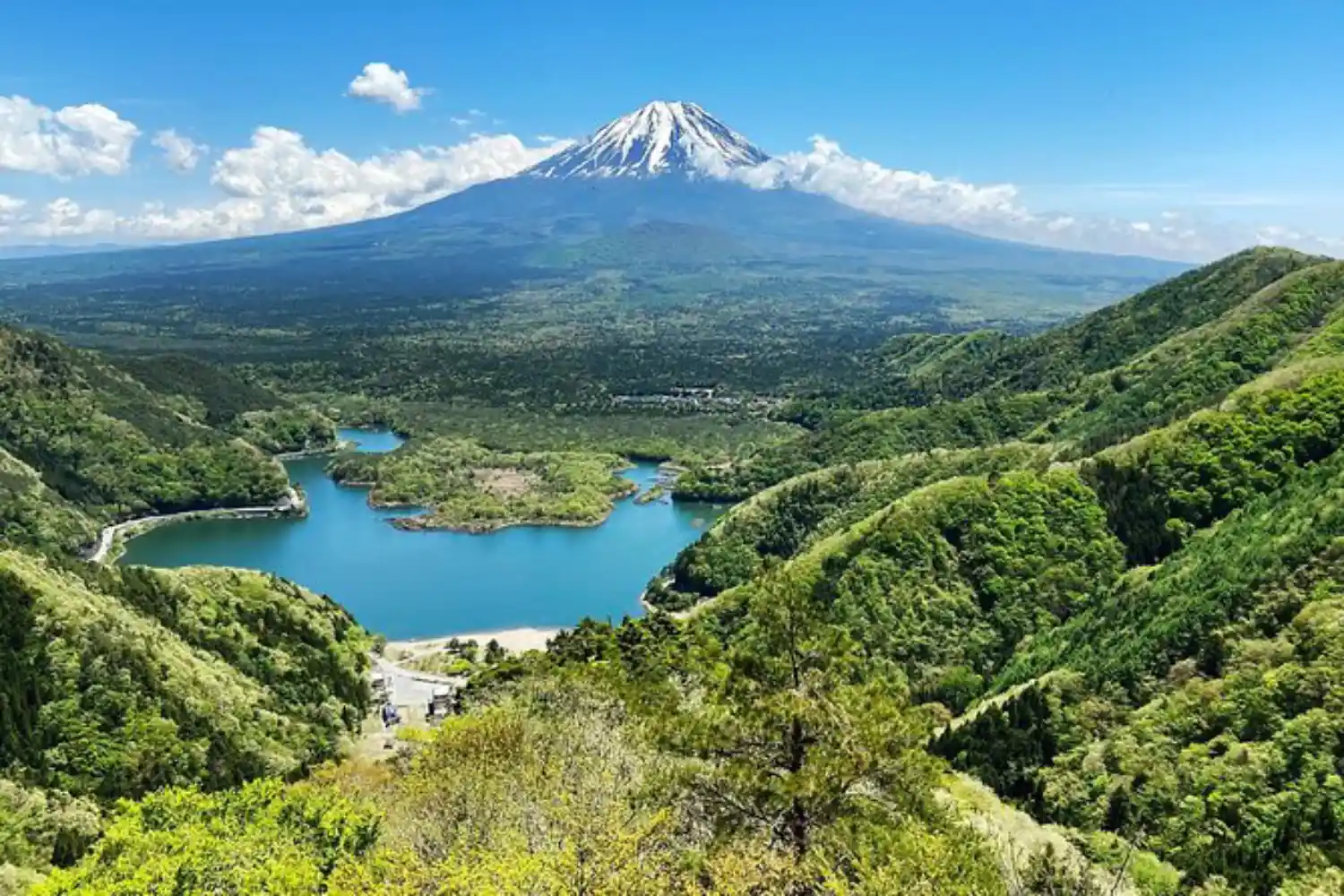 جنگل افسانه‌ای آئوکیگاهارا (Aokigahara Jukai)