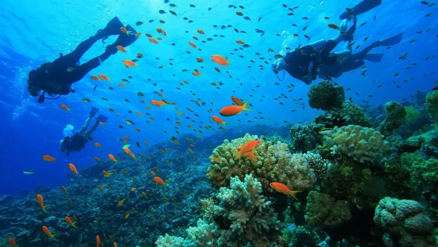 پارک ملی دریایی مومباسا (Park National Marine Mombasa)