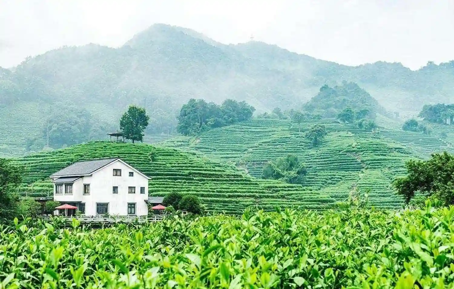 دهکده چای لانگ‌جینگ (Longjing Tea Village)