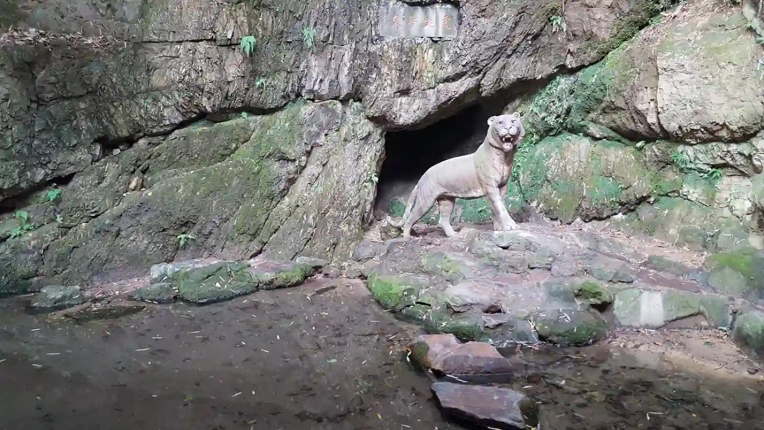 چشمه ببر (Running Tiger Spring)