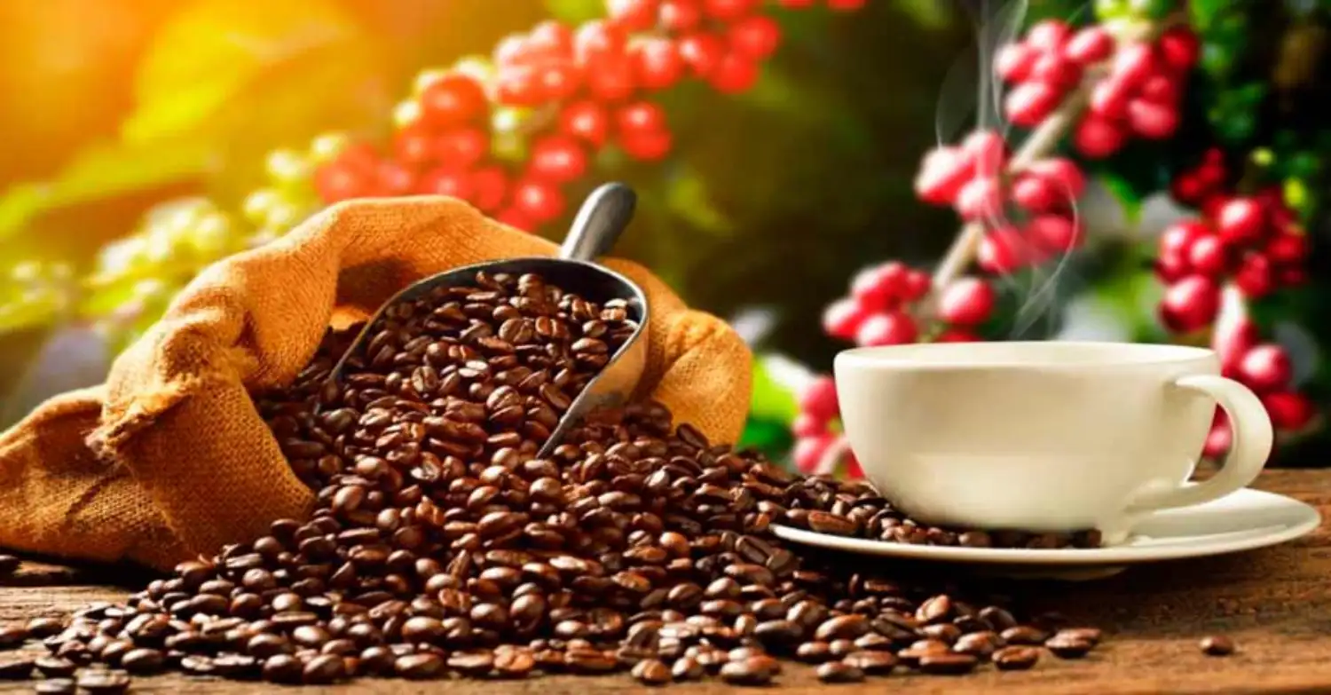 قهوه ارتفاعات پرو با طعم ناب