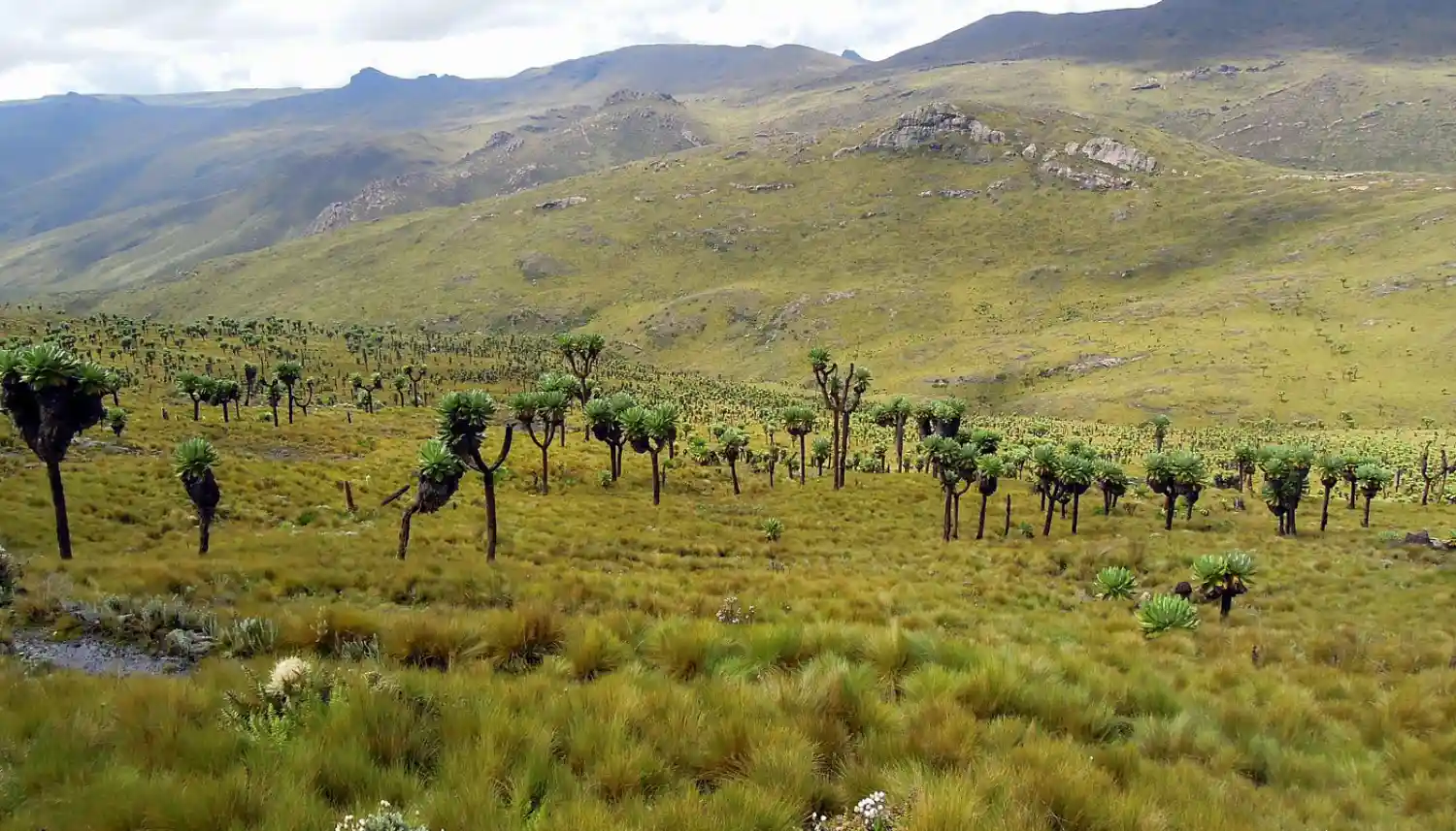 پارک ملی ابردر؛ جنگل‌های مه‌آلود و آبشارهای اسرارآمیز