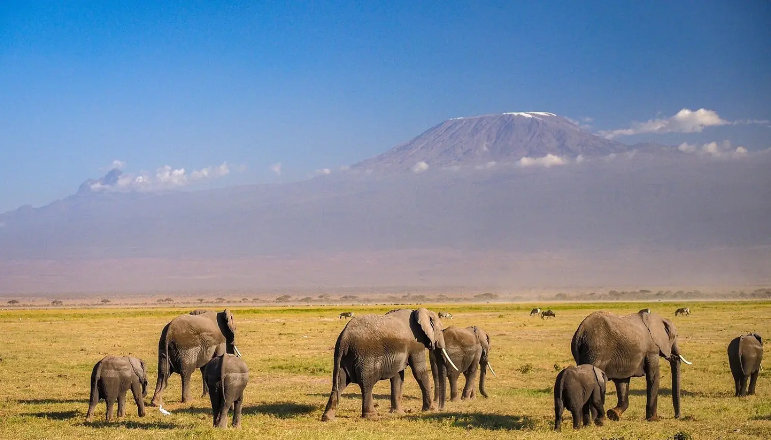 پارک ملی آمبوسلی؛ سرزمین فیل‌های غول‌پیکر