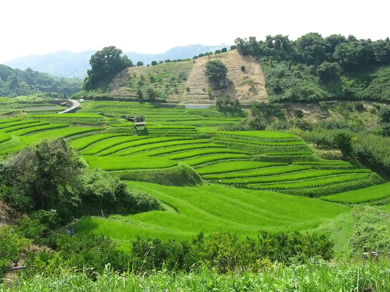 چیهایا آکاساکا