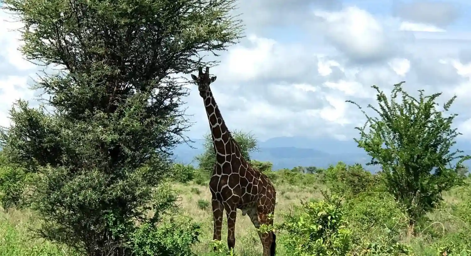 پارک ملی مرو؛ الهام‌بخش یکی از مشهورترین فیلم‌های حیات وحش