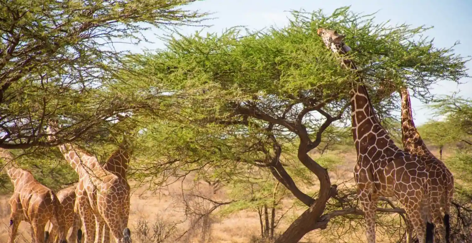 ذخیره‌گاه ملی سامبورو؛ خانه قبایل بومی و حیوانات کمیاب