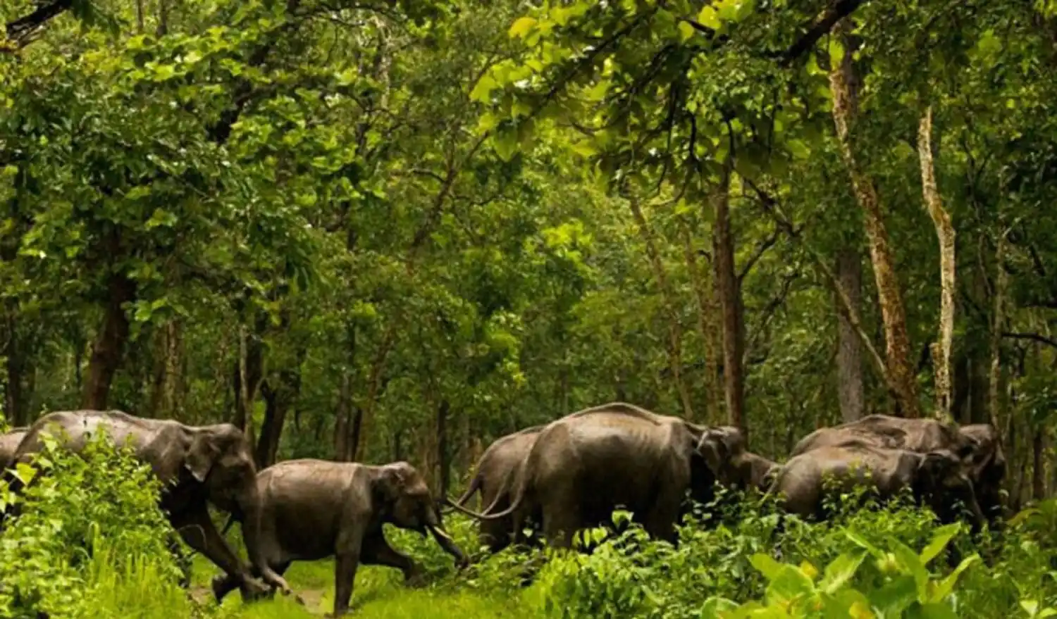 پارک ملی شیمبا هیلز؛ جنگل‌های بارانی با چشم‌انداز اقیانوس
