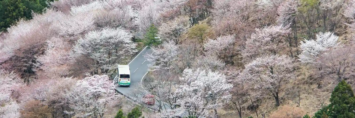 یوشینو (Yoshino)،