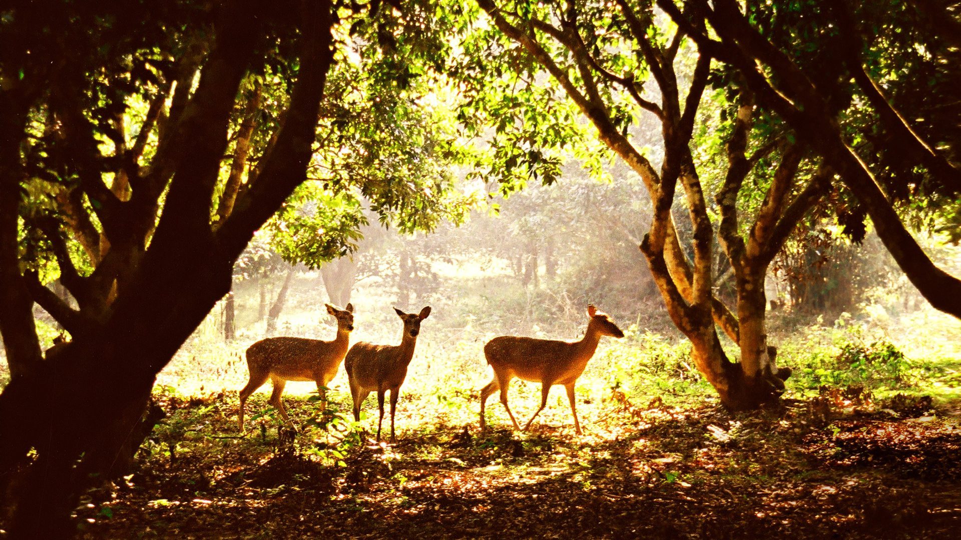 Cuc-Phuong-National-Park پارک ملی کوک فونگ