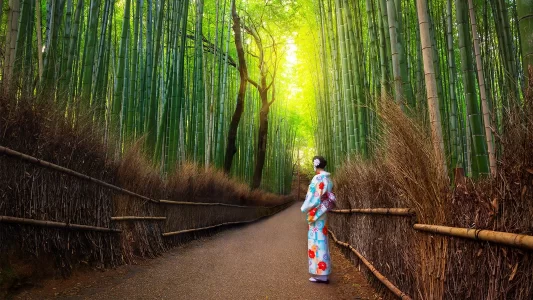 جاهای دیدنی ژاپن جنگل بامبو کیوتو