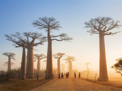 طبیعت ماداگاسکار درختان بائوباب